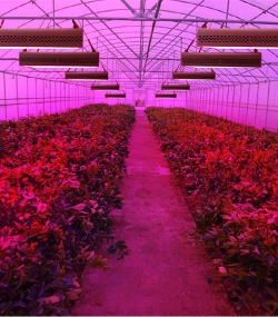 LED Pflanzenlicht, LED Grow light, Pflanzenwachstum, LED Pflanzenstrahler